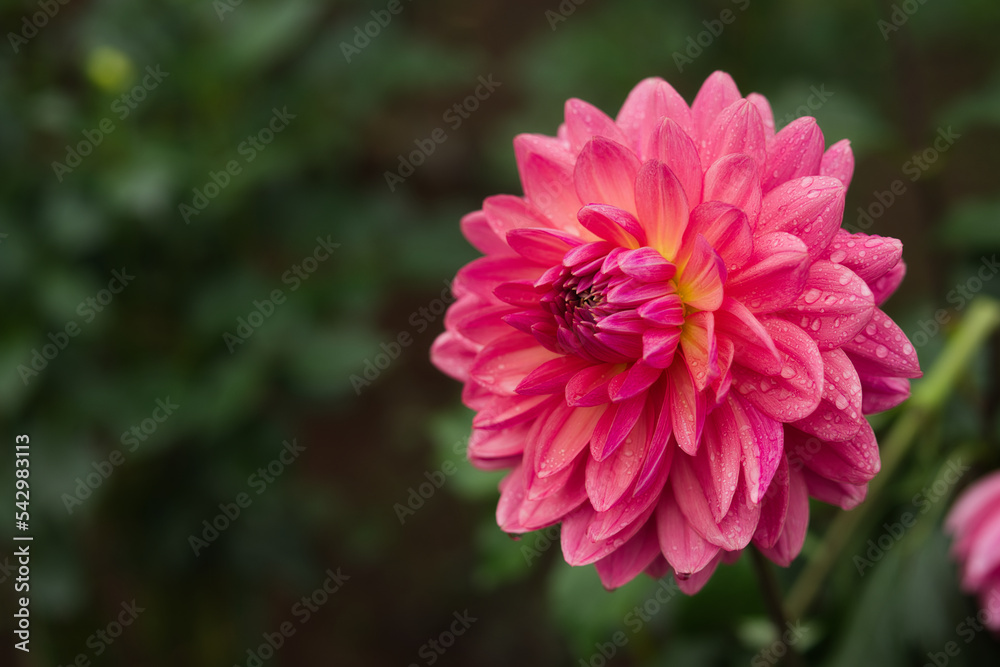 Dahlia