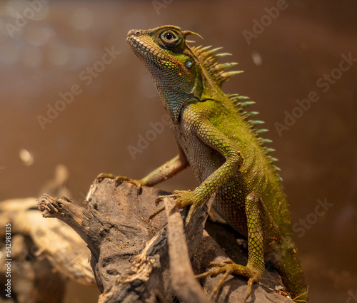 Mountain horn lizard/dragon (Acanthosaura crucigera) found in China - Sumatra. photo