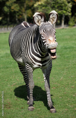 Grevy's Zebra making a funny face