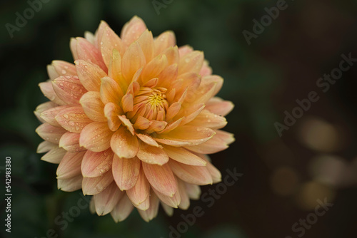Dahlia