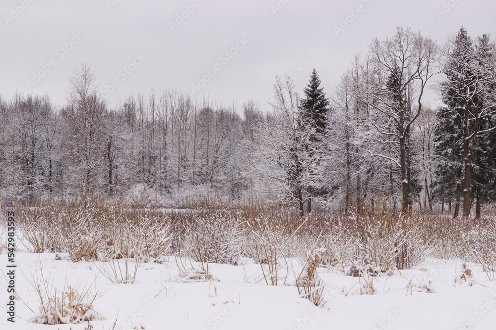 Winter spaces in Babolovsky Park. Background forest in winter Winter spaces in Babolovsky Park. Background forest in winter