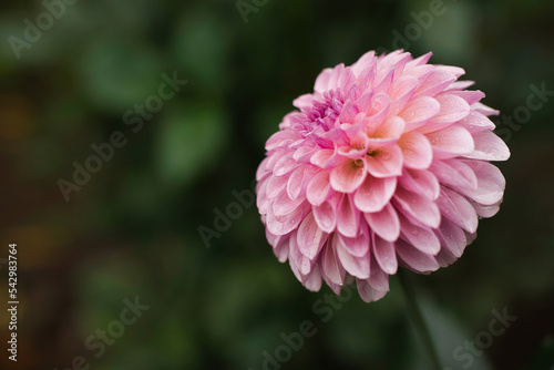 Dahlia