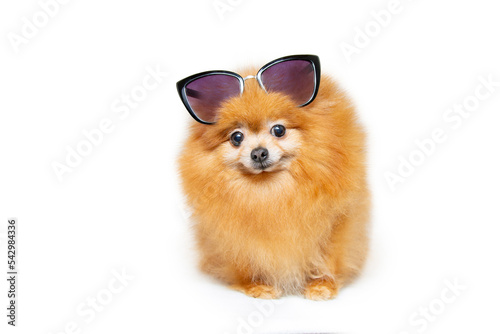dog wearing sunglasses on a white background
