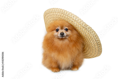 a dog in a straw hat
