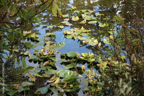 Pond Plants in Oregon Dunes National Recreation Area photo