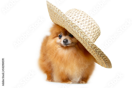 a dog in a straw hat