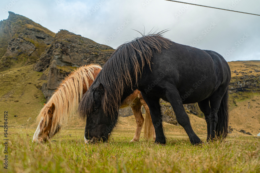 Fototapeta premium icelandic horse eating grass with mountains on background