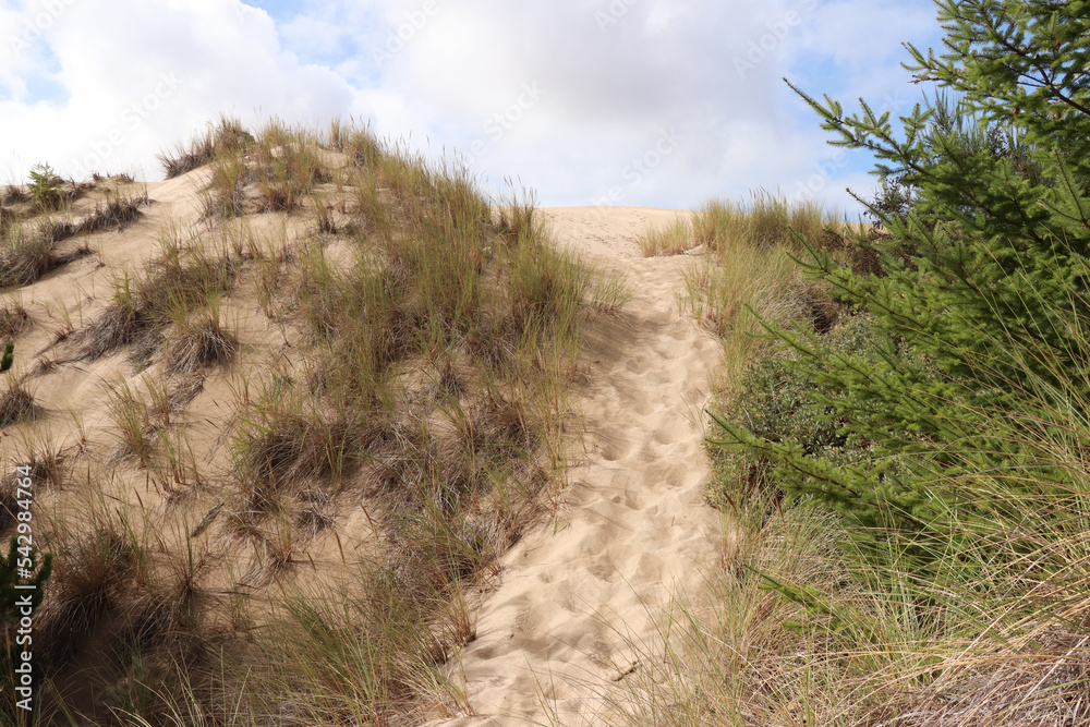 John Dellenback Trail in Oregon Dunes National Recreation Area