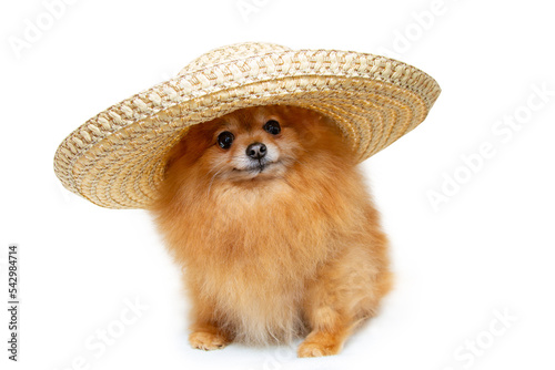 a dog in a straw hat