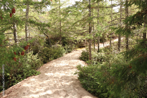 Sandy Trail in Oregon Dunes National Recreation Area photo