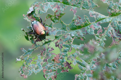 Japanese beetle (Popillia japonica) on green leaf in Piemont, Italy