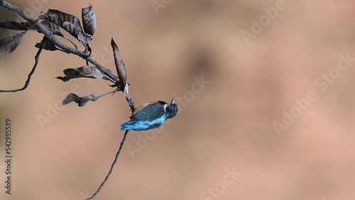 Vertical video, kingfisher (alcedo atthis) cleaning its feathers. Kingfisher standing on a branch with brown background is washing its feathers.