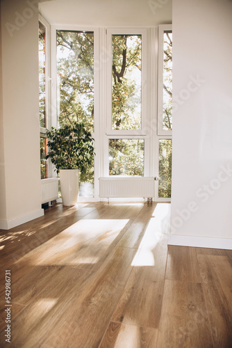 Wallpaper Mural Large green ficus flowerpot in a tall pot near the big window. Home gardening concept Torontodigital.ca