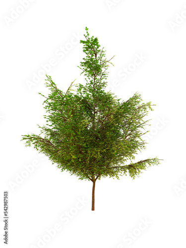 3d illustration of a tree on a transparent background