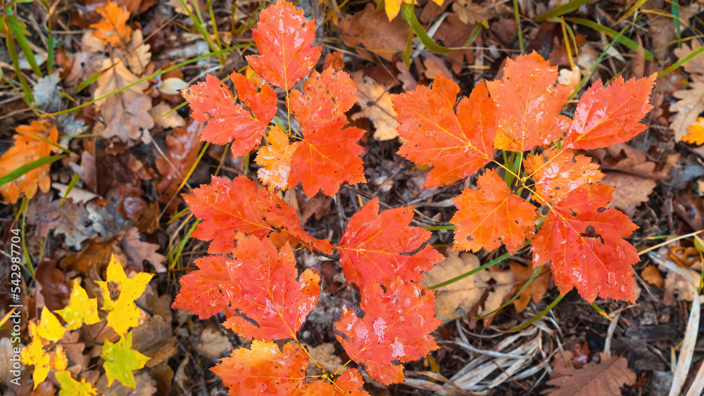 Amazing orange autumn leaves on a branch Amazing orange autumn leaves on a branch