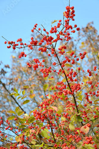 A branch with the fruits of a European beresclet (Euonymus europaeus L.) against a blue sky