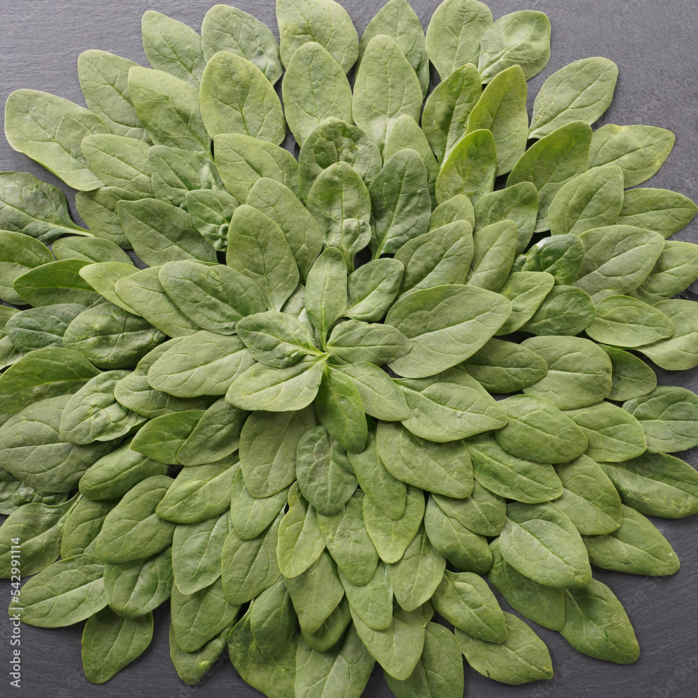 Fototapeta premium Spinach 