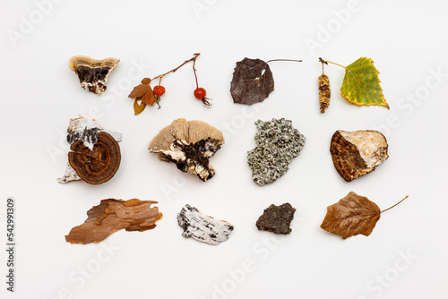 Bilde på lerret Autumn nature flat lay with polypore mushrooms,  branches tree, yellow fallen leaves, moss, bark on white background