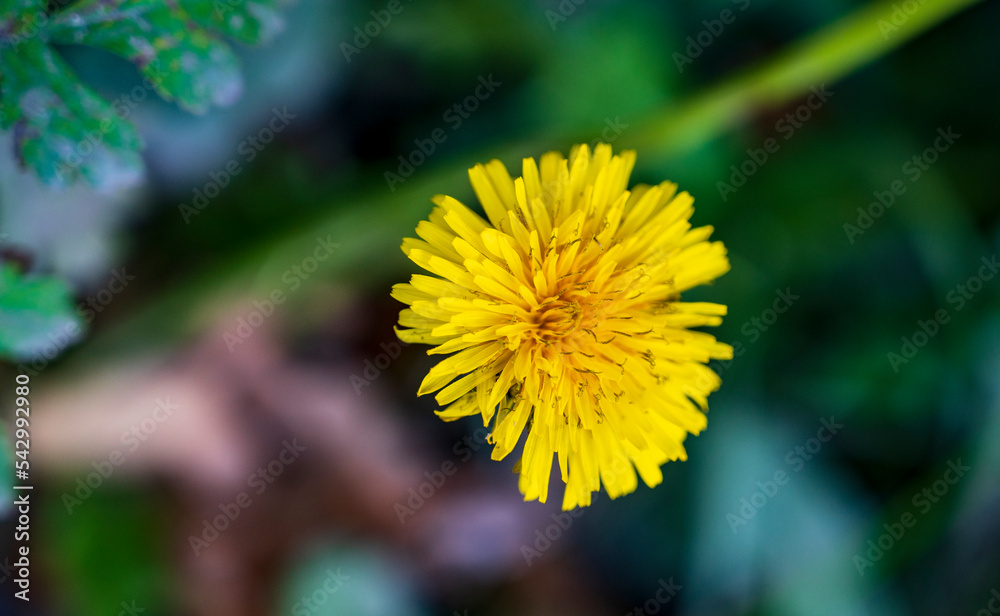 Yellow flower of Taraxacum palustre plant with blurred background Yellow flower of Taraxacum palustre plant with blurred background