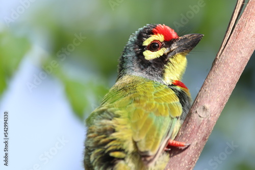 Colorful bird Coppersmith Barbet (Megalaima haemacephala) closeup
