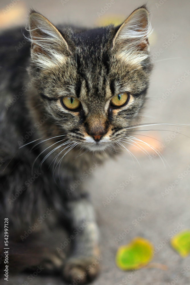 Portrait of cute wild grey cat
