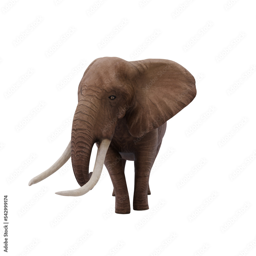 Obraz premium elephant isolated on white