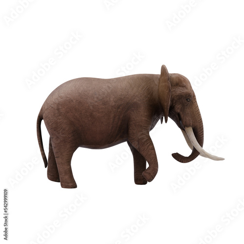 elephant isolated on white photo