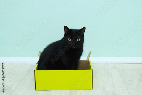 Fototapeta Naklejka Na Ścianę i Meble -  Black cat sitting in yellow cardboard box on the floor of the room.