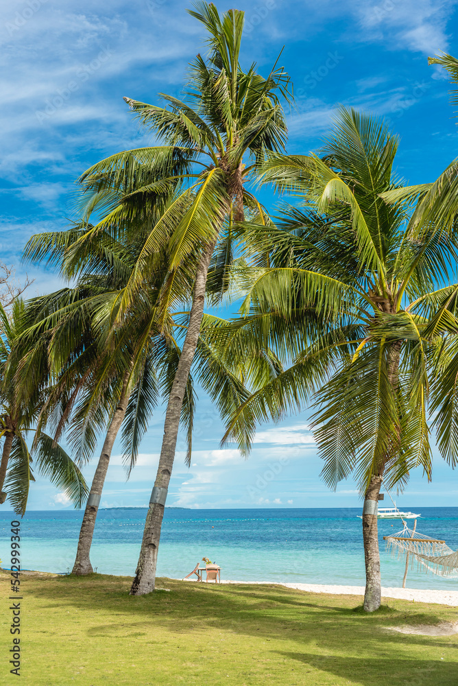 Leaning coconuts and well maintained grass lawn fronting the beach. At a luxury resort in Dumaluan Beach, Panglao Island, Bohol, Philippines.