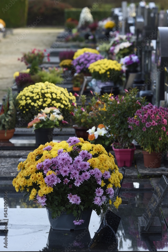 Fleurs de Chrysanthèmes pomponettes couleurs jaune orange brune, pour orner les tombes dans les cimetières pour la Toussaint en France au mois de novembre Fleurs de Chrysanthèmes pomponettes couleurs jaune orange brune, pour orner les tombes dans les cimetières pour la Toussaint en France au mois de novembre