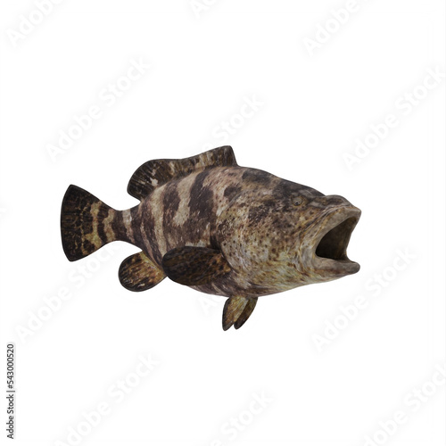 Atlantic goliath grouper isolated