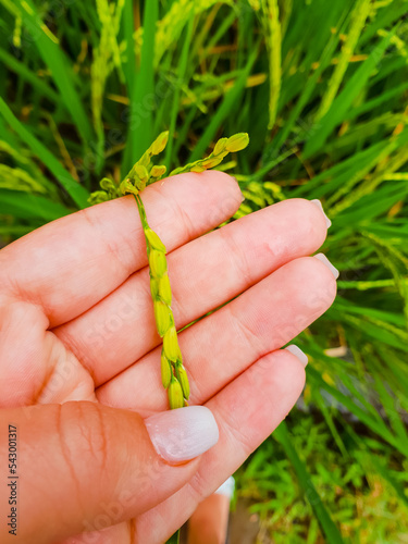 Hand holding green growing rice