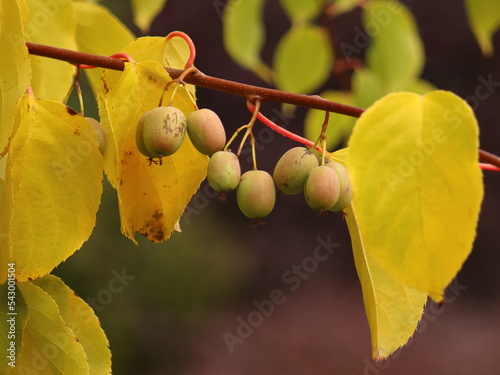 Actinidia Arguta, green minikiwi fruits on a creeper twig