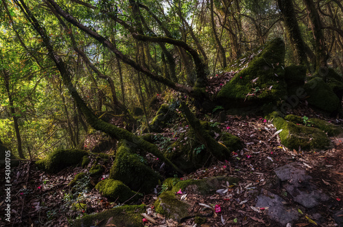 The jungle and vines of the forest in Nepal on a sunny day 