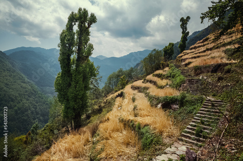 Tall poplar trees and terraces in Nepal 