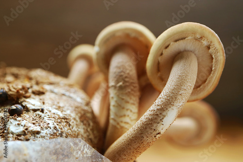 Closeup of Stalk and Cap of Mature Velvet Pioppini or Black Poplar Mushrooms (Yanagi Matsutake) photo