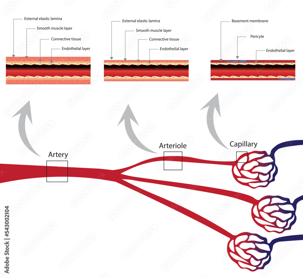 Artery, arterioles and capillary blood vessel cross section ilustration