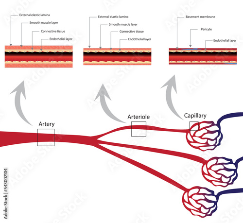Artery, arterioles and capillary blood vessel cross section ilustration.