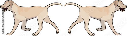 Labrador Retriever walking dogs. Cute Lab logo design, Lab breed of working dog of medium to large size. Pet character postcard art. Funny dog mascot. Detailed black Retriever pet illustration.