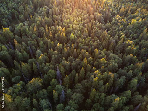 Aerial view of the forest beautifully lightened by the setting sun