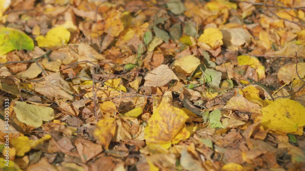 Yellow and orange fallen leaves in autumn. Autumn park in rays of warm sunlight. Pan. Yellow and orange fallen leaves in autumn. Autumn park in rays of warm sunlight. Pan.