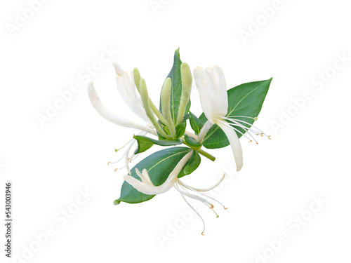 Tablou canvas Honeysuckle or Lonicera flowering branch isolated transparent png