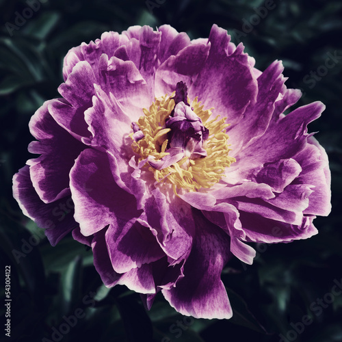Pink peony close-up on a dark background
