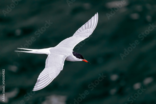 Common tern flying over water photo