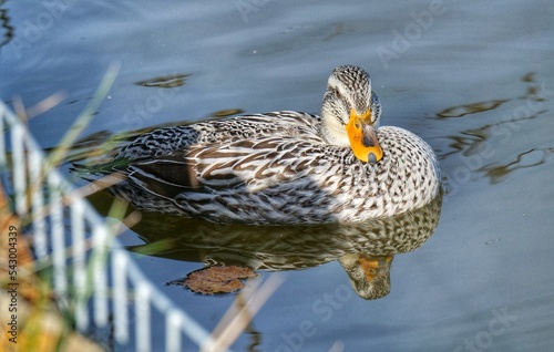 duck in the water