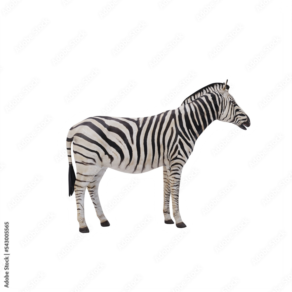 Fototapeta premium zebra isolated on white