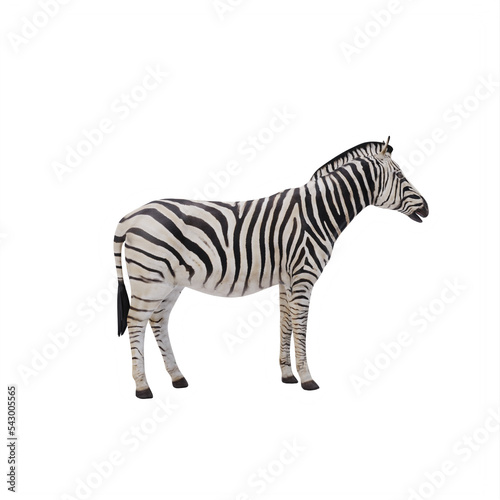 zebra isolated on white