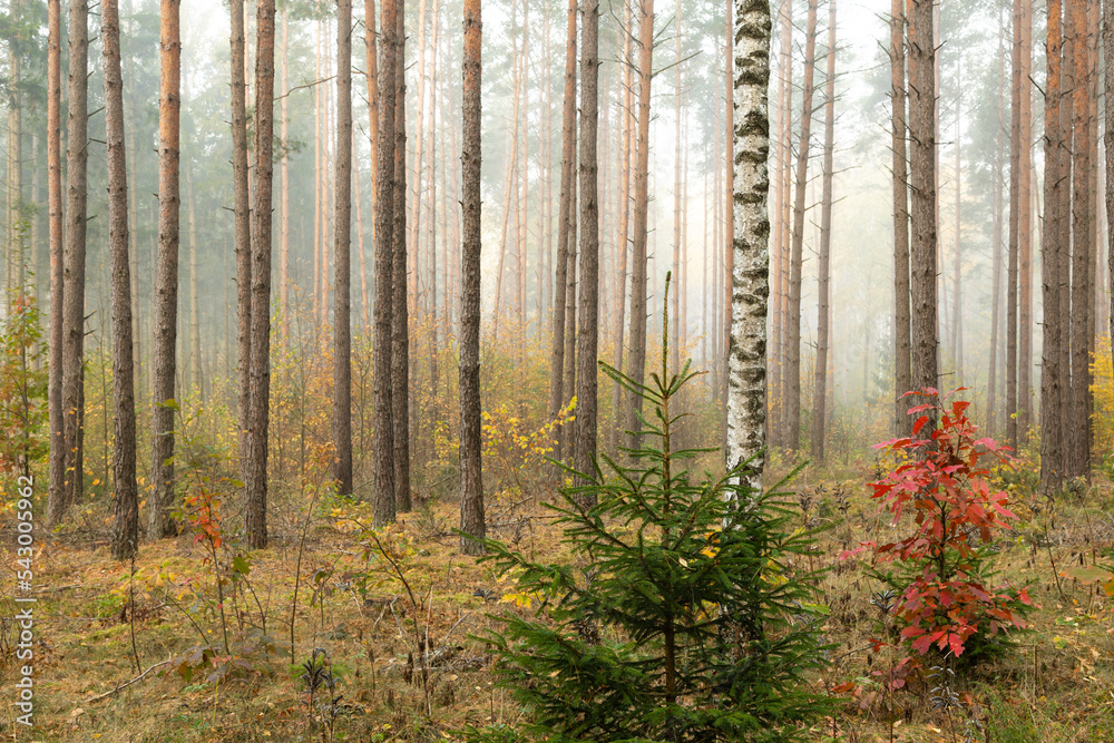 Misty autumn forest. autumn in misty forest. Morning fog in autumn forest Poland Europe, Knyszyn Primeval Forest, birch trees, spruce trees, pine trees Misty autumn forest. autumn in misty forest. Morning fog in autumn forest Poland Europe, Knyszyn Primeval Forest, birch trees, spruce trees, pine trees