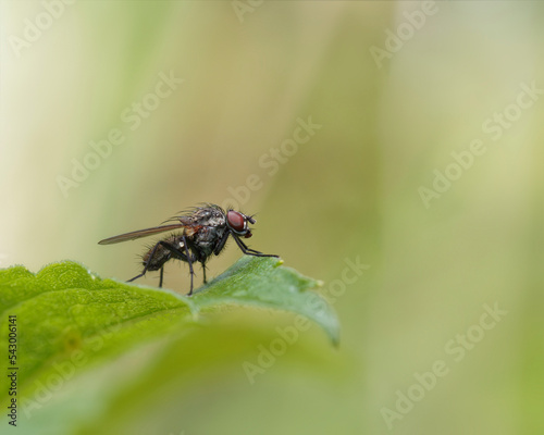 A muscid fly resting on a leaf.