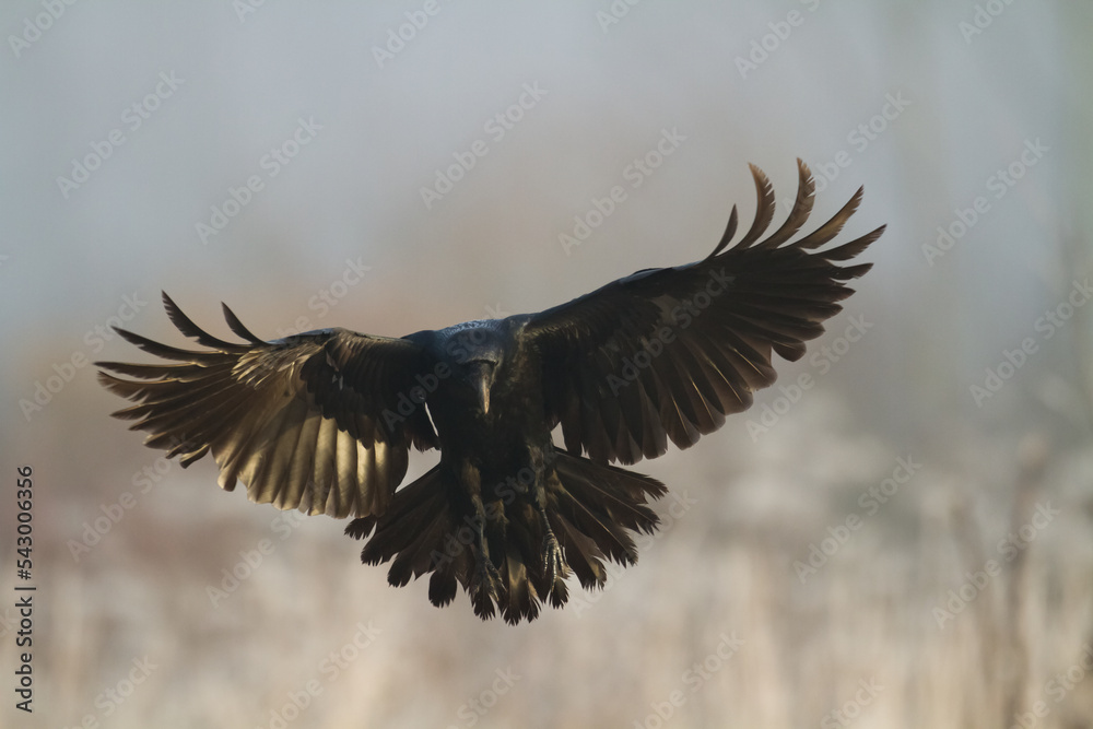 Fototapeta premium flying Bird beautiful raven Corvus corax North Poland Europe 